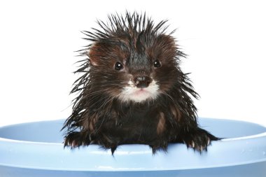 Ferret bathed on a white background clipart