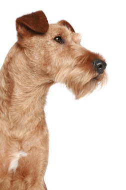 Irish terrier clipart