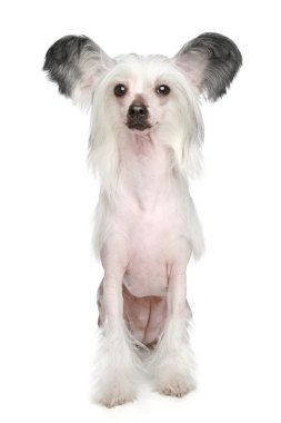 Chinese Crested Dog portrait clipart