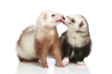 Ferret in love on a white background clipart