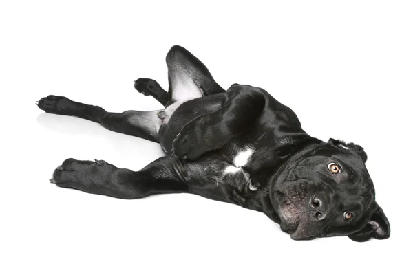 Пес собачий цуценя лежить на білому — стокове фото