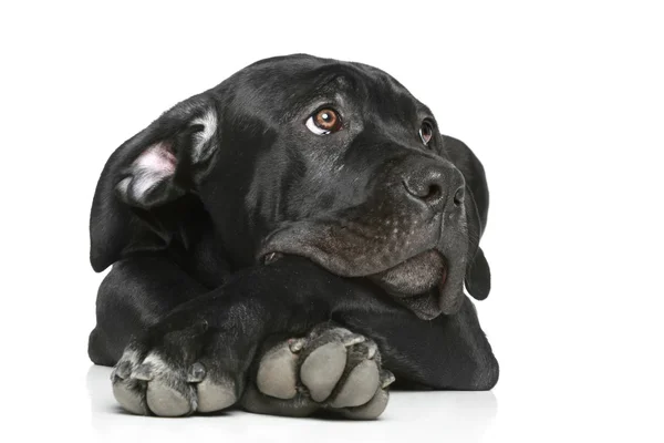 Cane corso pes štěně ležící na bílé — Stock fotografie