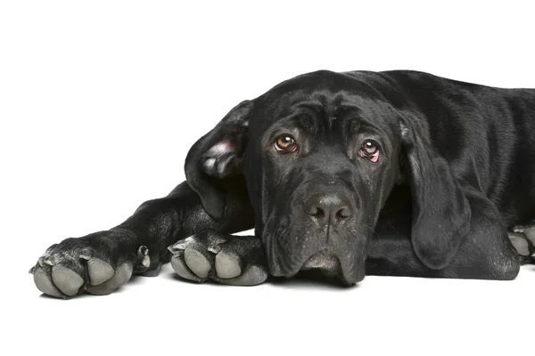 Пес собачий цуценя лежить на білому — стокове фото