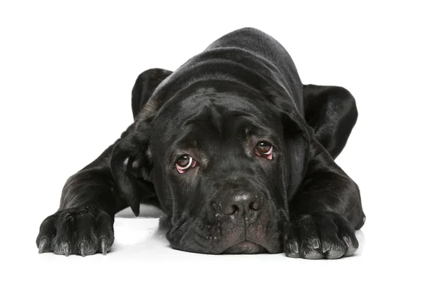 Zuckerrohrkorso Hundewelpe liegt auf einem weißen — Stockfoto