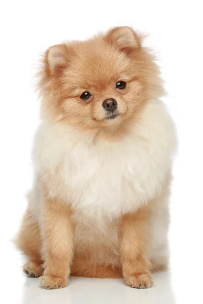 Pomeranian Spitz puppy op een witte achtergrond — Stockfoto