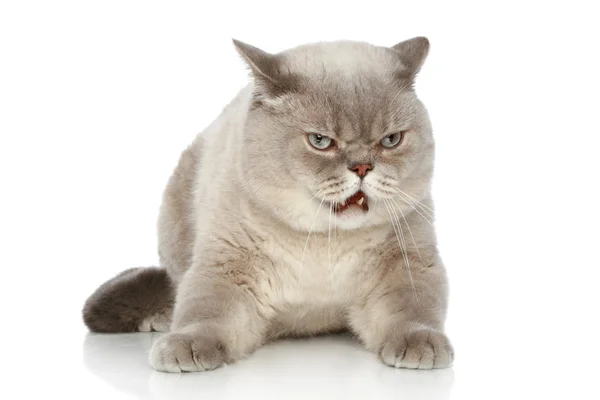 Britische Katze liegt auf weißem Hintergrund — Stockfoto