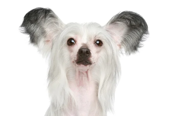 Chinese crested dog porträtt — Stockfoto