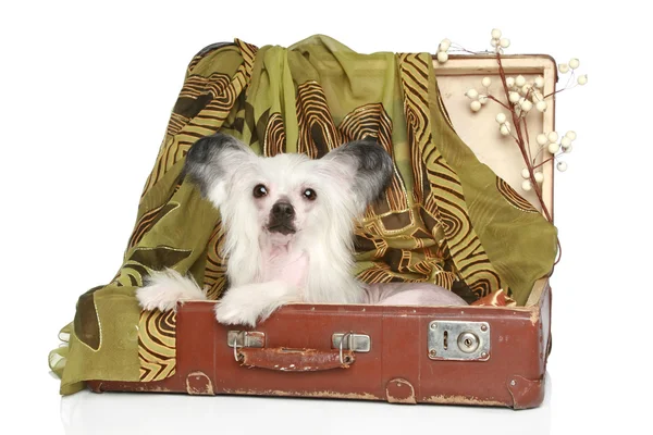 Chinese Crested Dog encontra-se na velha mala — Fotografia de Stock