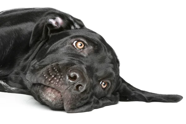Cane corso dog puppy resting — Stock Photo, Image