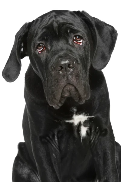 Cane corso cachorro primer plano retrato —  Fotos de Stock