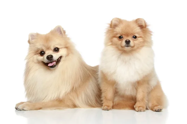 Dois cachorrinho Spitz da Pomerânia em um fundo branco — Fotografia de Stock