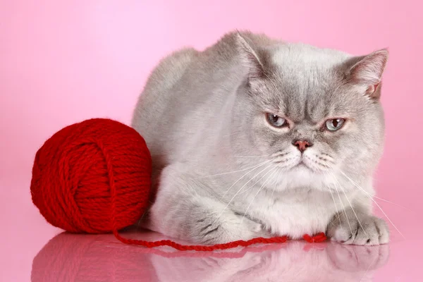 Dissatisfied British cat — Stock Photo, Image