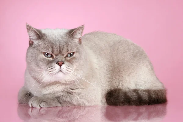 불만족된 영국 고양이 — 스톡 사진