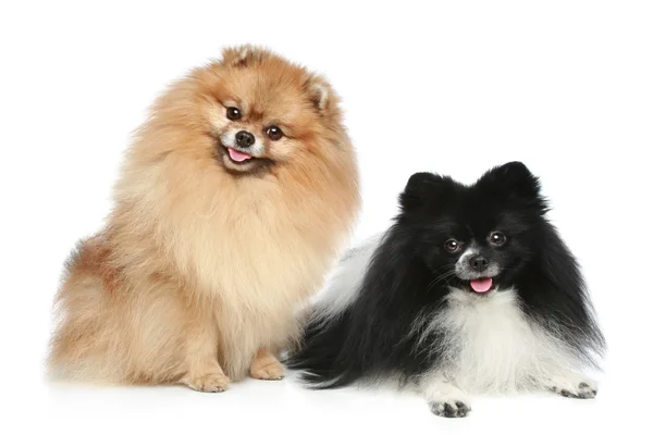 Pomeranian Spitz cães — Fotografia de Stock