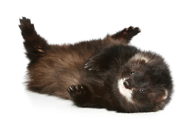 Ferret has a rest on a white background — Stock Photo, Image