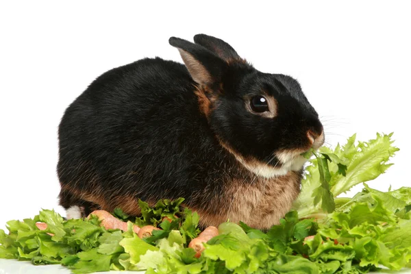 绿色沙拉叶中的小兔子 — 图库照片