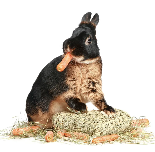 在白色背景上吃胡萝卜的兔子 — 图库照片