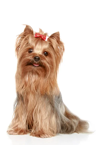 Yorkshire terrier on a white background — Stock Photo, Image
