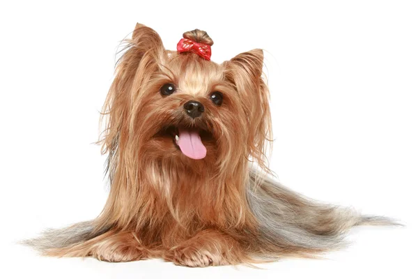 Yorkshire terrier on a white background — Stock Photo, Image