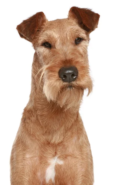 Ірландський тер'єр. Портрет собаки — стокове фото