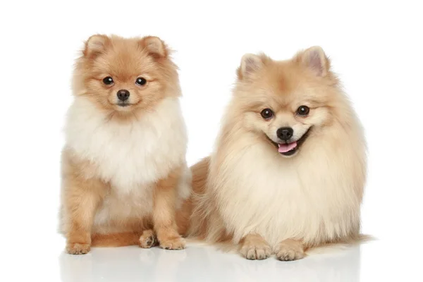 Dois cachorrinho Spitz da Pomerânia em um fundo branco — Fotografia de Stock