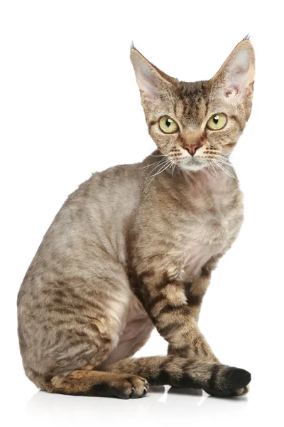 Devon Rex em um fundo branco — Fotografia de Stock