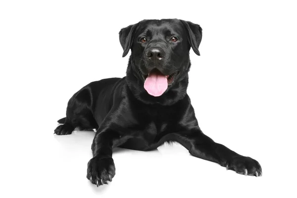 Zwarte labrador op een witte achtergrond — Stockfoto