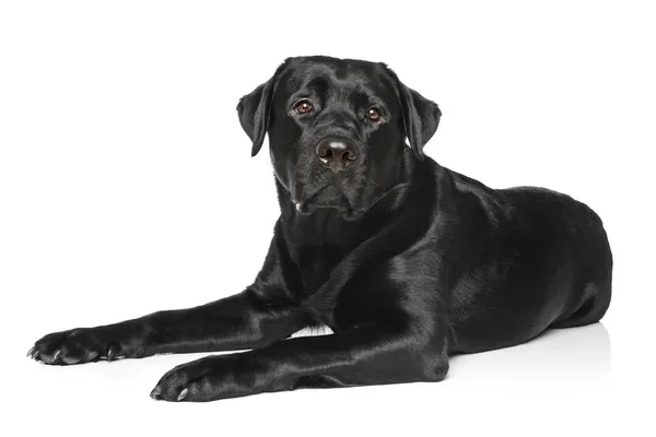 Labrador preto sobre um fundo branco — Fotografia de Stock