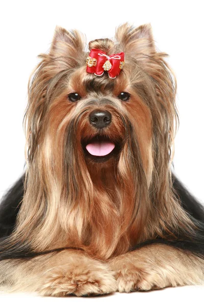 Yorkshire terrier with red bow — Stock Photo, Image