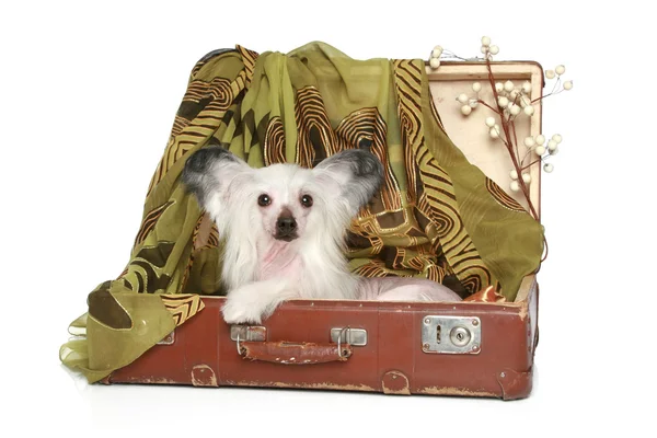 Chinese Crested Dog encontra-se na velha mala — Fotografia de Stock