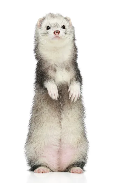 Ferret, stojící na bílém pozadí — Stock fotografie