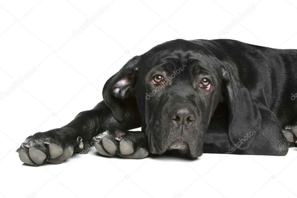 Cane corso dog puppy lying on a white