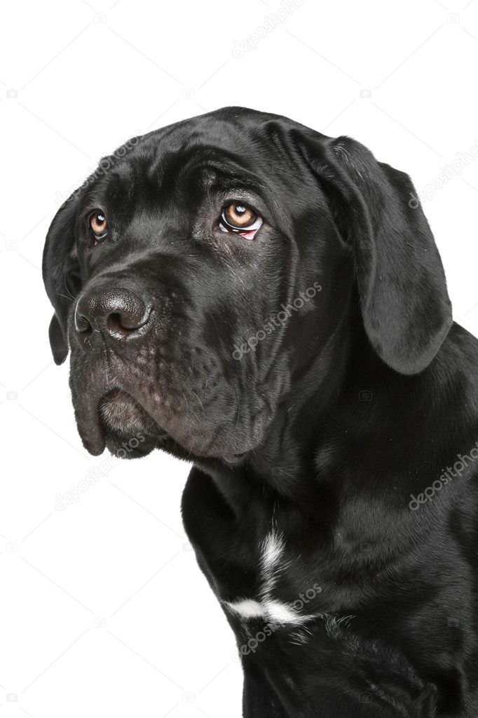 Cane corso dog puppy portrait