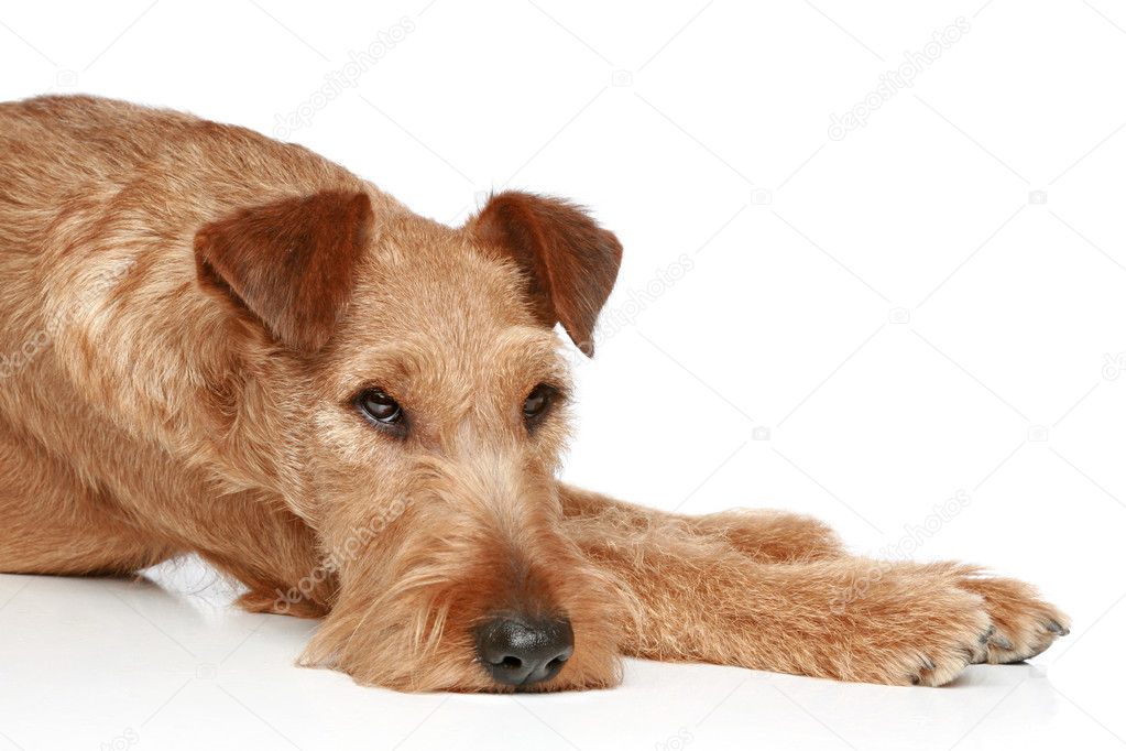 Sad Irish terrier lying on a white background