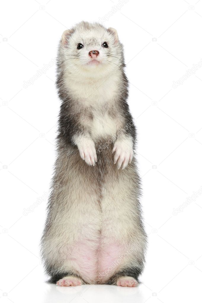 Ferret standing on a white background