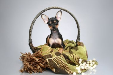 Russian toy terrier puppy in basket clipart