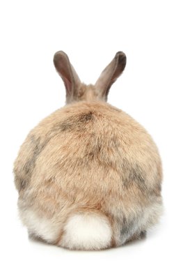 Rabbit (rear view) clipart