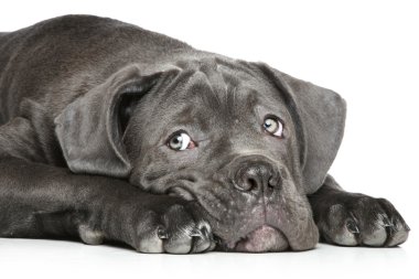 cane corso puppy üzerinde beyaz bir yalan