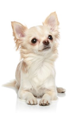 Long coat chihuahua on a white background clipart