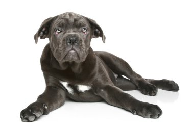 Cane corso köpek yavrusu