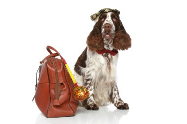 Springer Spaniel with road bag clipart