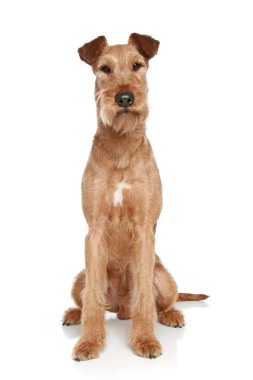 Irish terrier sits on a white background clipart