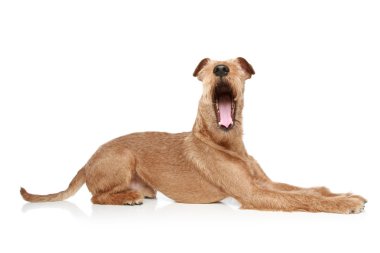 Irish terrier yawing clipart