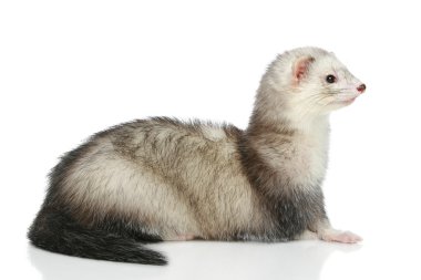 Ferret lying on a white background clipart