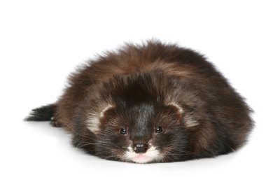 Ferret lying on a white background clipart