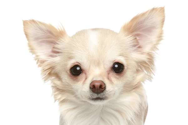 Langmantel Chihuahua Nahaufnahme Porträt — Stockfoto