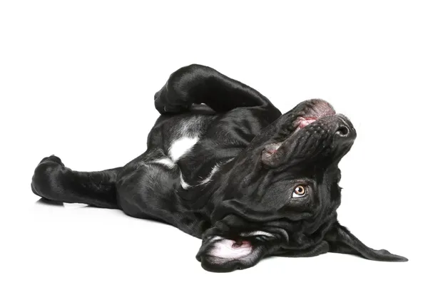 Тростини собаки цуценя відпочивають — стокове фото