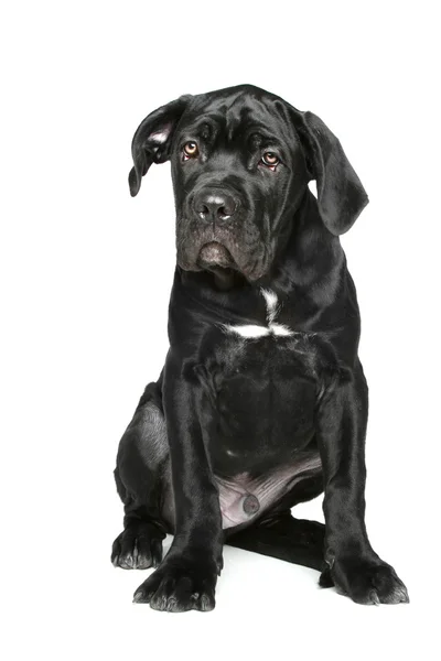 Cane corso puppy sits on a white background — Stock Photo, Image