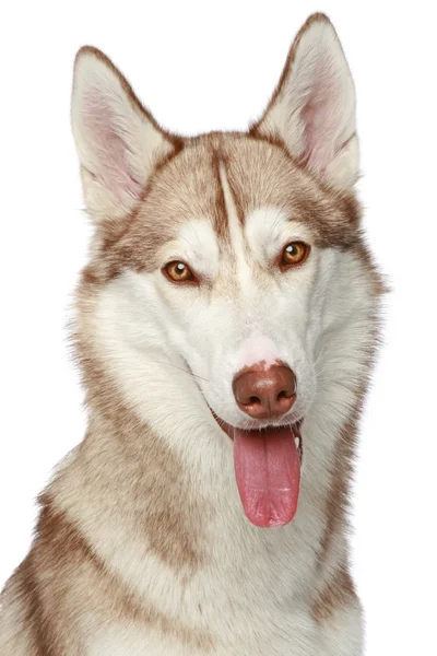 Siberian husky hund. närbild porträtt — Stockfoto