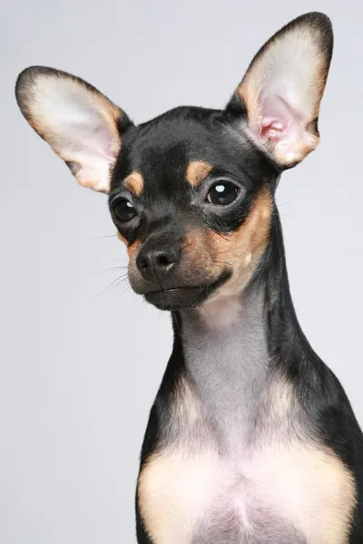 Brinquedo russo terrier cachorro retrato — Fotografia de Stock